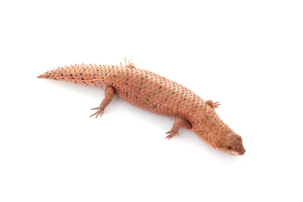 Pygmy Spiny-tailed Skink — Stock Photo, Image