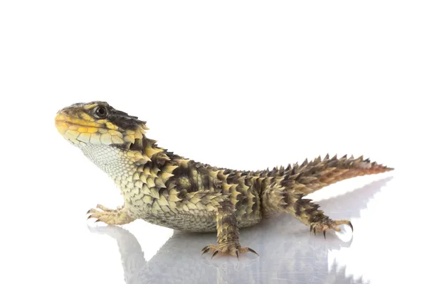 Lagarto gigante con cintura — Foto de Stock