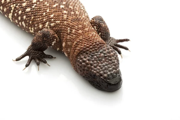 Mexican Beaded Lizard — Stock Photo, Image
