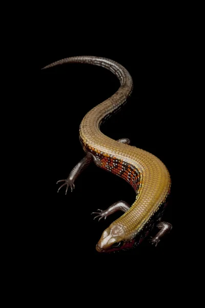 Feuerskink — Stockfoto