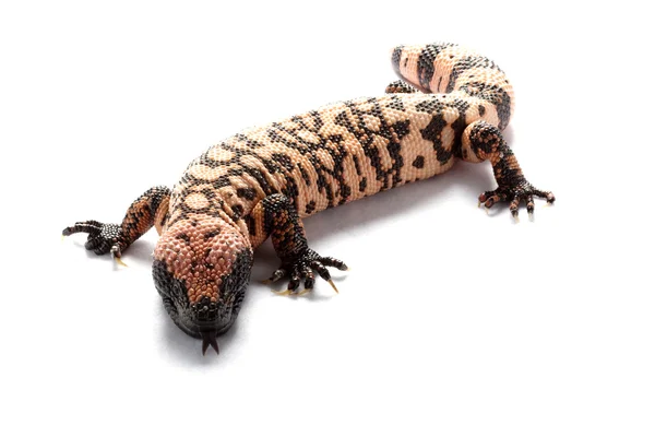 Gila monster — Stock Photo, Image