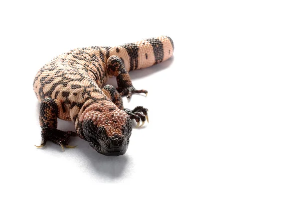 Gila monster — Stock Photo, Image