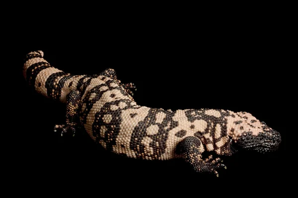 Gila monster — Zdjęcie stockowe