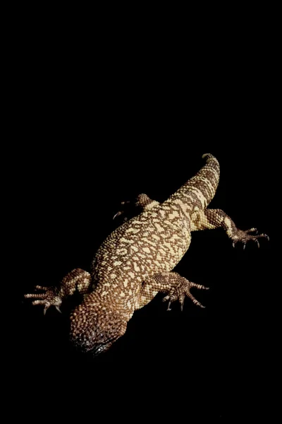 Мексиканські бісером ящірка — стокове фото