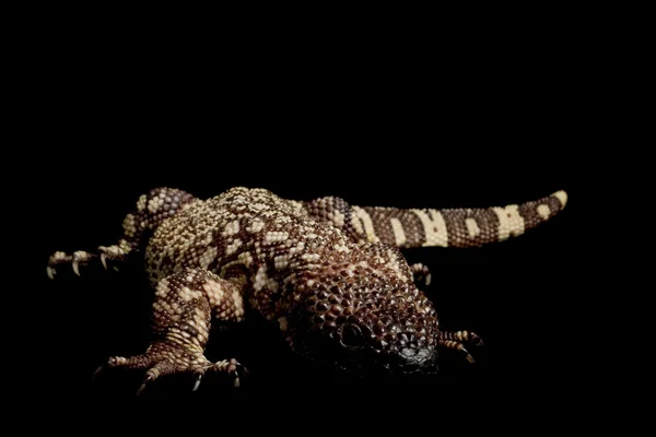 Lézard perlé mexicain — Photo