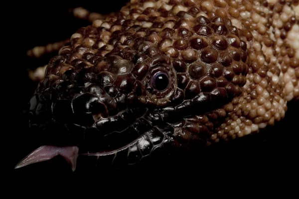 Mexican beaded lizard — Stock Photo, Image