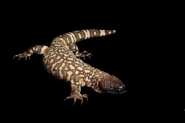 Мексиканські бісером ящірка — стокове фото