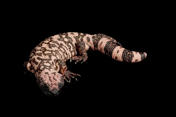 Gila-Monster — Stockfoto