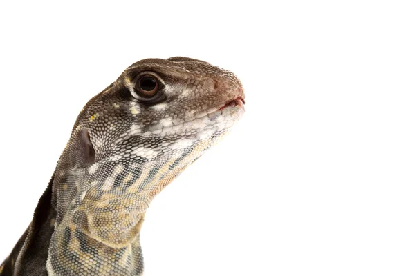 Lézard papillon Agama — Photo