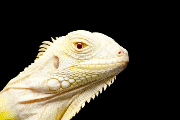Albino green iguana — Stock Photo, Image