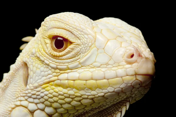 Albino green iguana — Stock Photo, Image