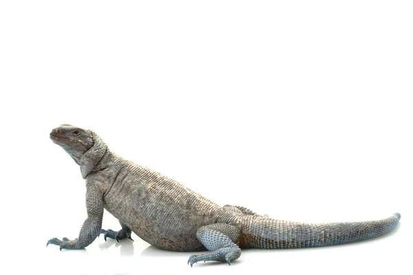 Angel Island Chuckwalla — Stock Photo, Image