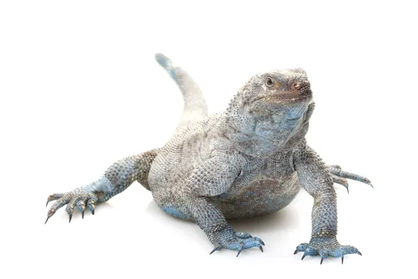 Engelinsel chuckwalla — Stockfoto