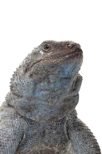 Isla Ángel Chuckwalla — Foto de Stock