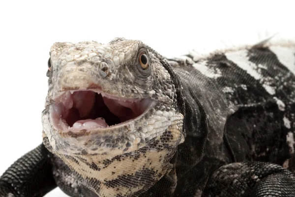 Valle del Rio Aguan iguana — Foto Stock