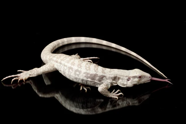 Albino Argentine black and white tegu — Stock Photo, Image