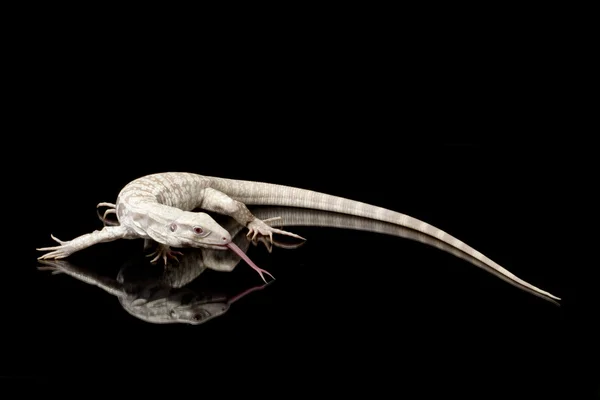 Albino Argentine black and white tegu — Stock Photo, Image