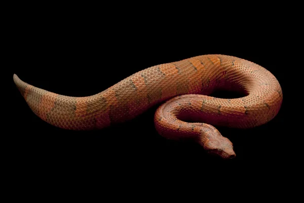 毒蛇蟒蛇 — 图库照片