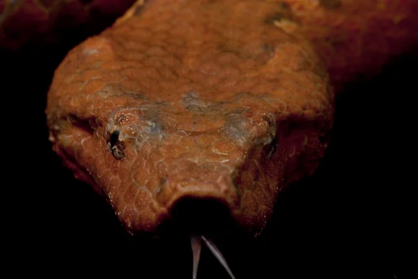Viper Боа — стоковое фото