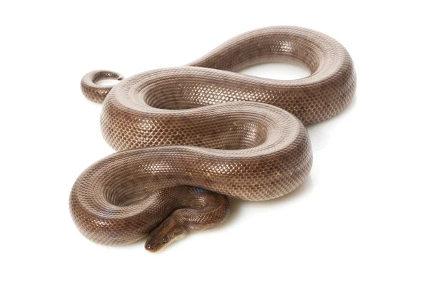 Colombian rainbow boa — Stock Photo, Image