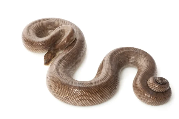 Colombian rainbow boa — Stock Photo, Image