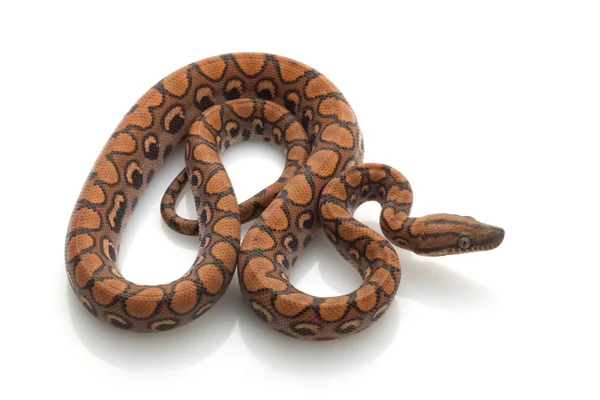 Brazilian Rainbow Boa — Stock Photo, Image