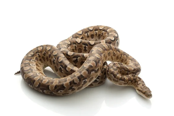 Argentine Rainbow Boa — Stock Photo, Image