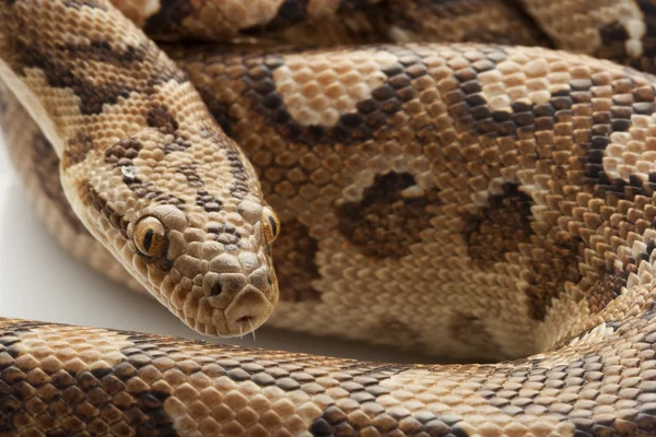 Argentine Rainbow Boa — Stock Photo, Image