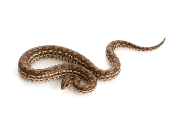 Columbian Rainbow Boa — Stock Photo, Image