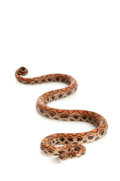 Brazilian Rainbow Boa — Stock Photo, Image