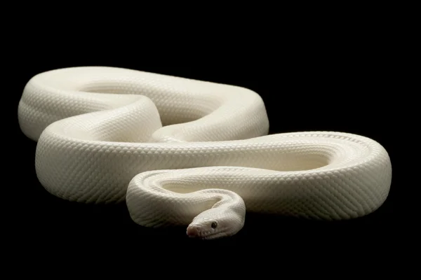 leucistic Kolombiyalı rainbow boa
