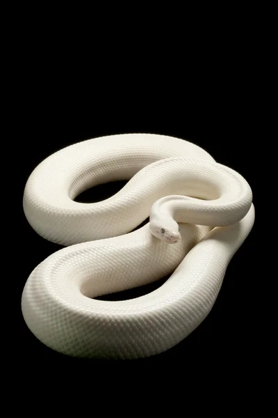 Leucistic Kolombiyalı rainbow boa — Stok fotoğraf