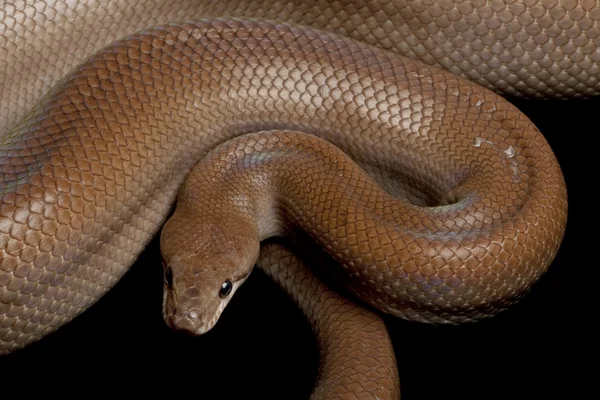 desensiz Kolombiyalı rainbow boa