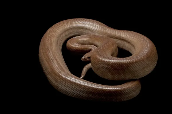 Patternless Colombian rainbow boa — Stock Photo, Image