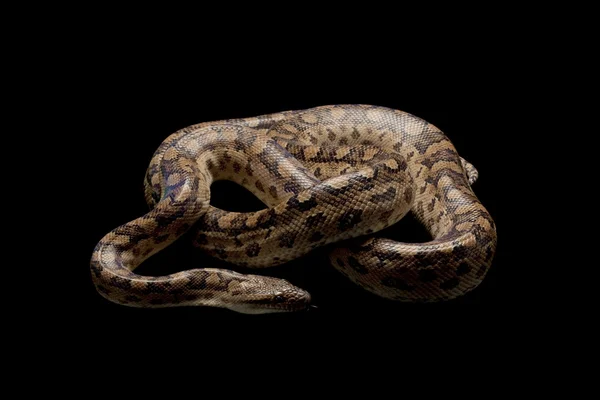 Arjantinli rainbow boa — Stok fotoğraf