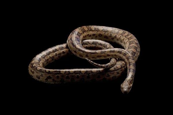 Argentinské rainbow boa — Stock fotografie