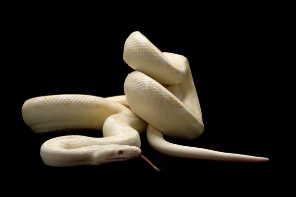 Albino Arjantinli rainbow boa — Stok fotoğraf