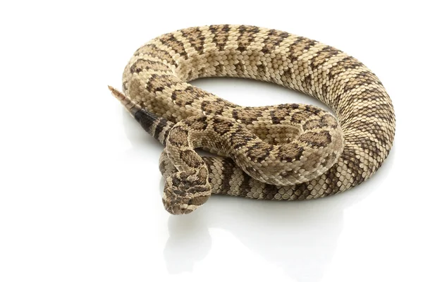 그레이트 베이슨 방울뱀 — 스톡 사진