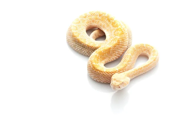 白化西方响尾蛇响尾蛇 — 图库照片