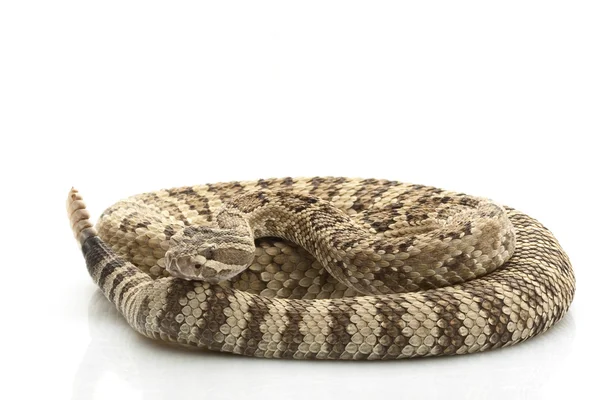 Great Basin Rattlesnake — Stock Photo, Image