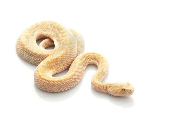 Альбіна західних горбиста гримуча змія — стокове фото