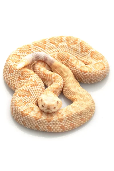 Albino Serpente a sonagli del Diamondback occidentale — Foto Stock