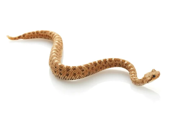 响尾蛇 — 图库照片