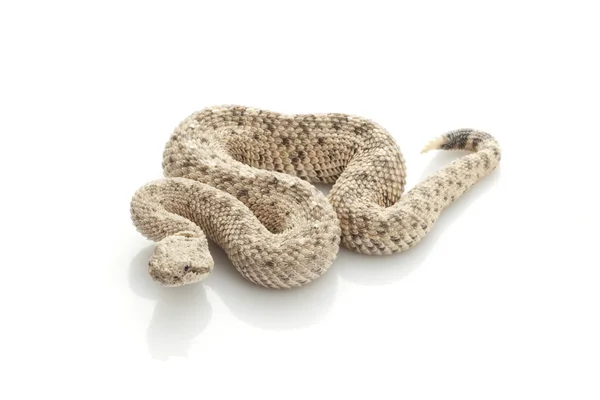 Sidewinder — Stock Photo, Image