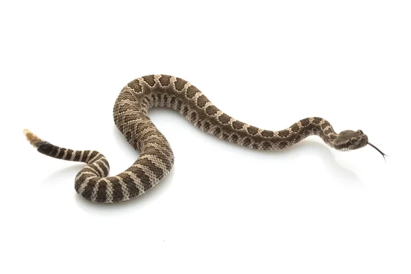 Serpente a sonagli del Pacifico settentrionale — Foto Stock
