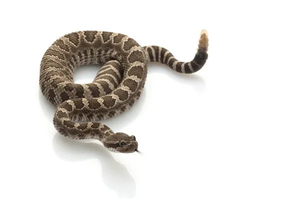 Serpiente de cascabel del Pacífico Norte — Foto de Stock