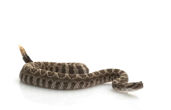 Northern Pacific Rattlesnake — Stock Photo, Image