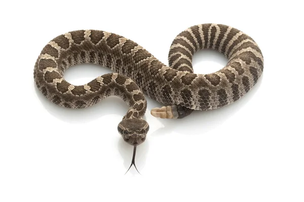 Serpent à sonnette du Pacifique Nord — Photo