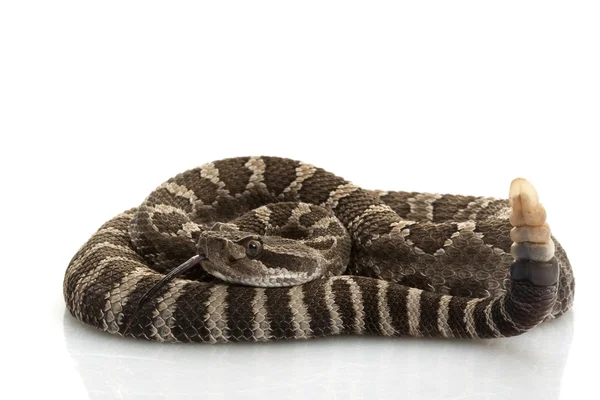 Northern Pacific Rattlesnake — Stock Photo, Image