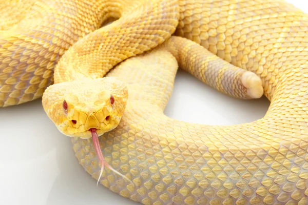 Albino Serpente a sonagli diamondback orientale — Foto Stock